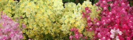 ヒメキンギョソウ