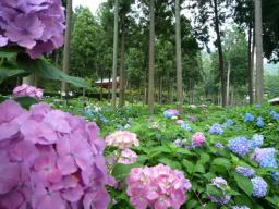 あじさいはどこまでも？