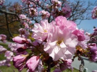 八重桜