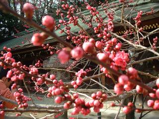 これから、紅梅