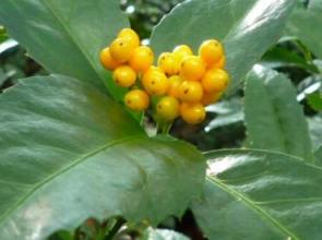 千両のきいろいの