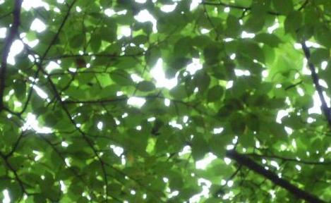 みどりのしおり