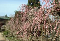 枝垂れ桜コーナー