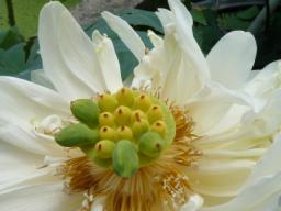 種ができてるの？