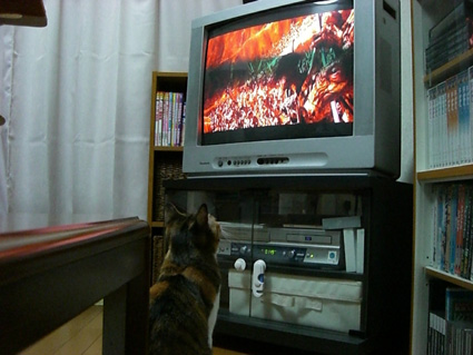 ｽﾀｰｳｫｰｽﾞ2