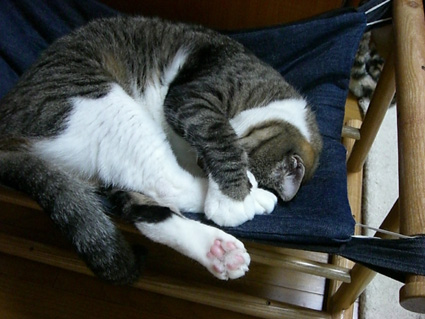 にゃんモック16