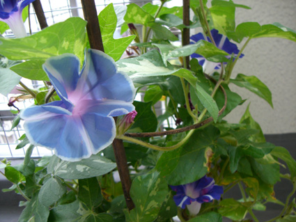 朝顔4