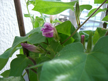 朝顔12