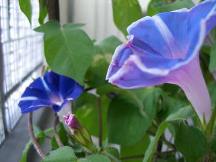 朝顔15