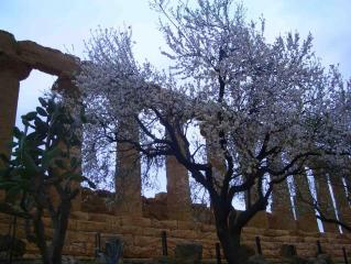 ヘラ神殿とアーモンドの木