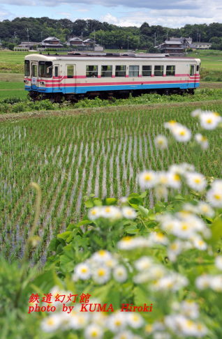 もとミキ304-1号の現フラワ2000-3号
