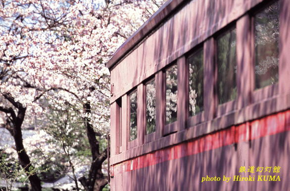 窓に映る桜