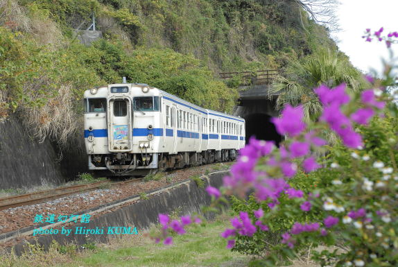 12月にブーゲンビリアが咲く指宿枕崎線