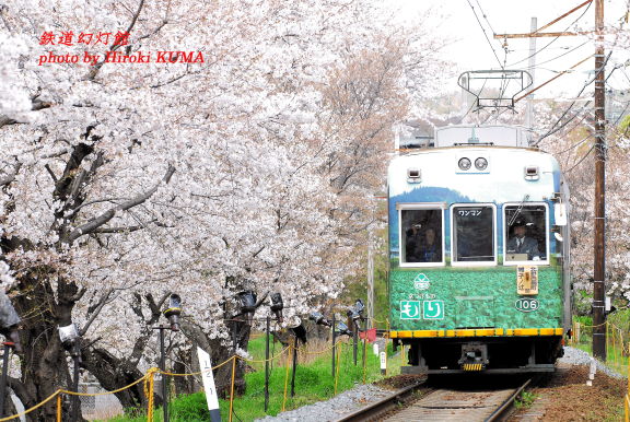 桜のトンネルを抜ける京福電鉄