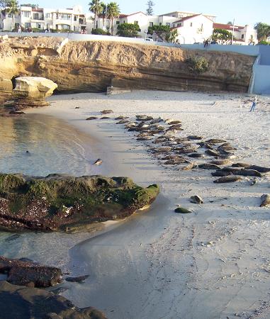 La Jolla Seals