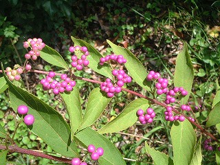 ムラサキシキブ