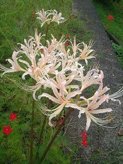 白いヒガンバナ