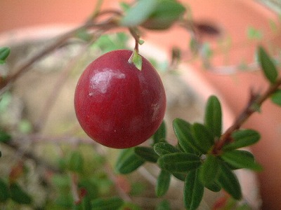 クランベリー２