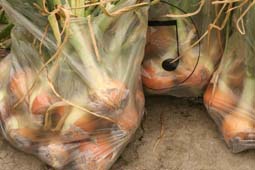 玉ねぎ約１００個