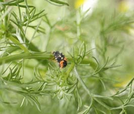 てんとう虫の幼虫