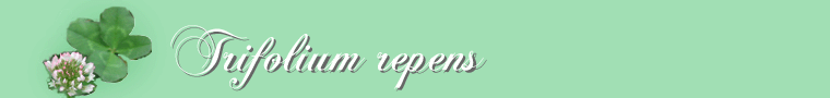 Trifolium repens