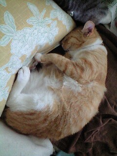 眠り猫のテン