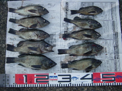 めばる10匹。