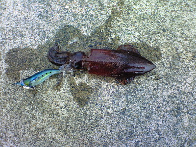 ナオリー初はマイカ!