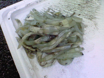 アオリイカのタンザク