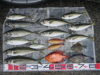 アジ、キンメダイ、他