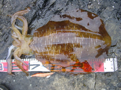 自己最高記録！