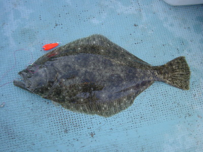 ぶっこみ仕掛けでゲット!