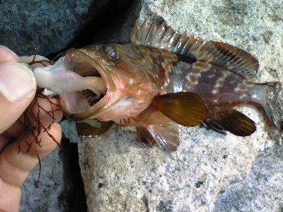 ちびばっかし。。