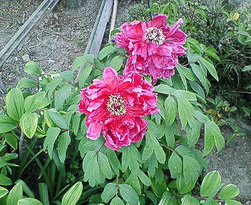 200704251529001.jpg