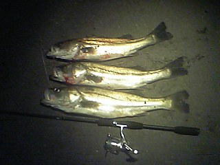 070119seabass.JPG