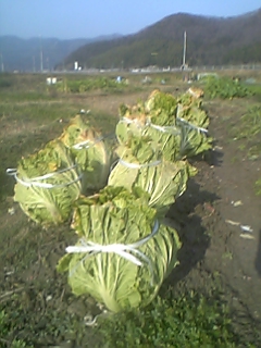 20070108hakusai.JPG