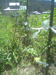 20070623tomato.JPG