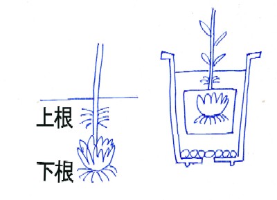 鉢植えのユリを購入した時は深鉢に植え替える必要があります 花屋さん 園芸日誌 楽天ブログ