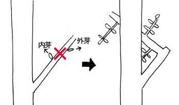 剪定で注意しなければいけない ふところ枝 とは 花屋さん 園芸日誌 楽天ブログ