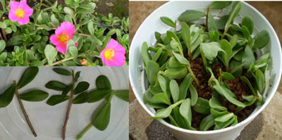 ポーチュラカは挿し芽で かんたんにどんどん増えます 花屋さん 園芸日誌 楽天ブログ