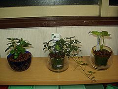 観葉植物、3兄弟