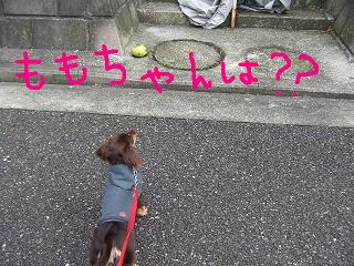 友達のわんちゃん家で止まり・・２.jpg