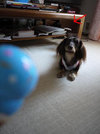 P1000914.JPG