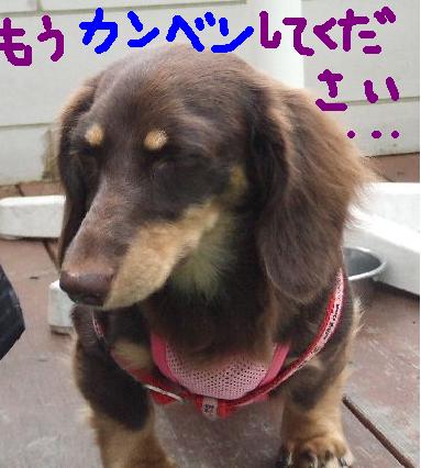 助けてください・・・.JPG