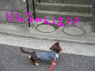 友達のわんちゃん家で止まり・・１.jpg