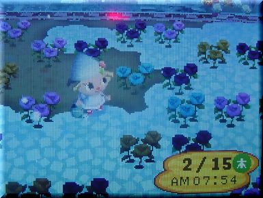 青薔薇１２号君