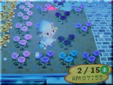 青薔薇１１号君