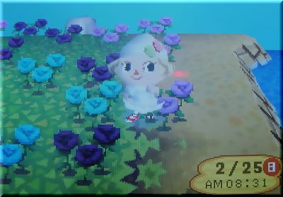 青薔薇１６号君♪