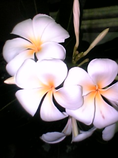 06-07-17_19-22 6まい.jpg