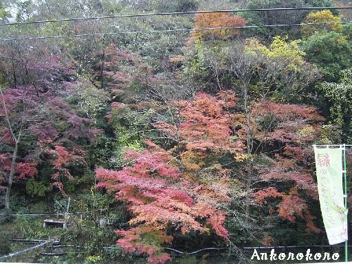 紅葉